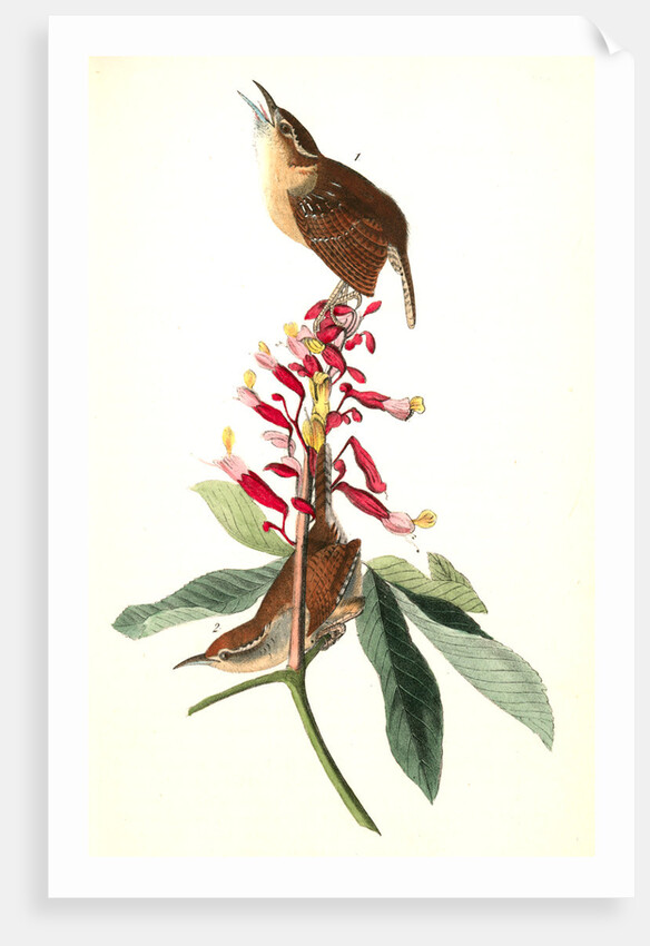 Great Carolina Wren by John James Audubon