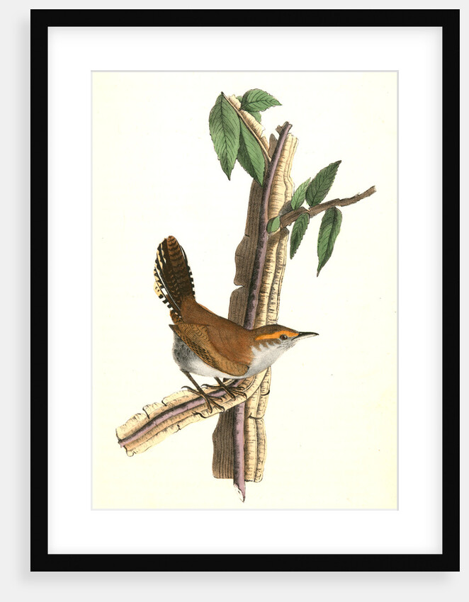 Bewick's Wren. Male. (Iron-wood Tree) by John James Audubon