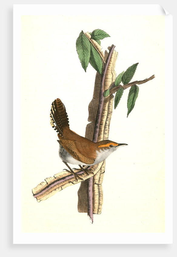 Bewick's Wren. Male. (Iron-wood Tree) by John James Audubon