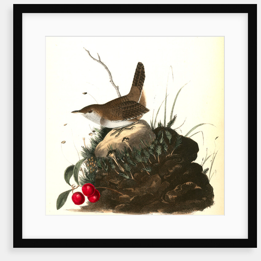 Wood Wren. Male. (Arbutus. Uva-ursi.) by John James Audubon