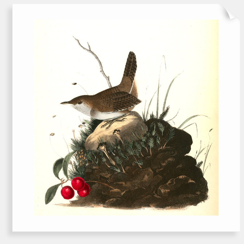 Wood Wren. Male. (Arbutus. Uva-ursi.) by John James Audubon