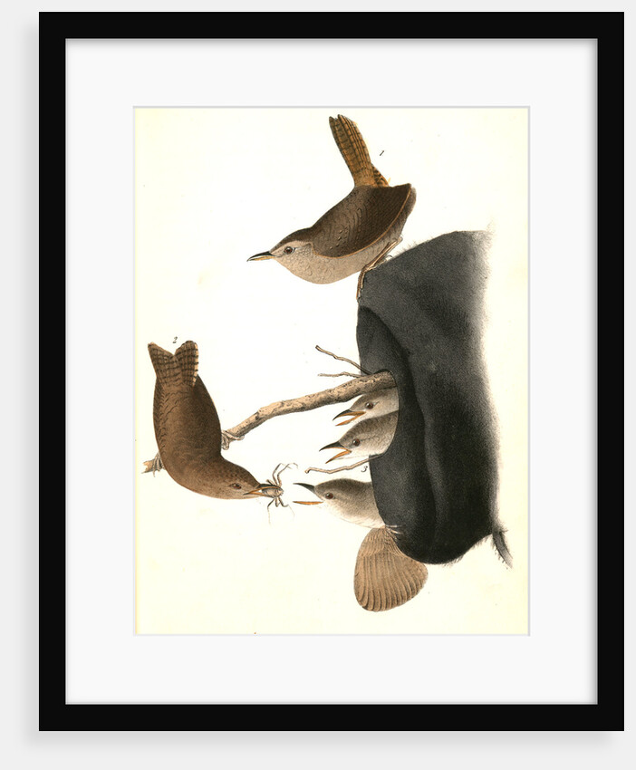 House Wren by John James Audubon