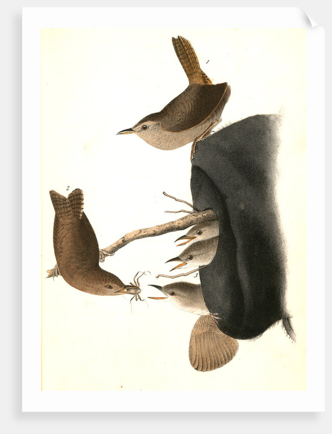 House Wren by John James Audubon