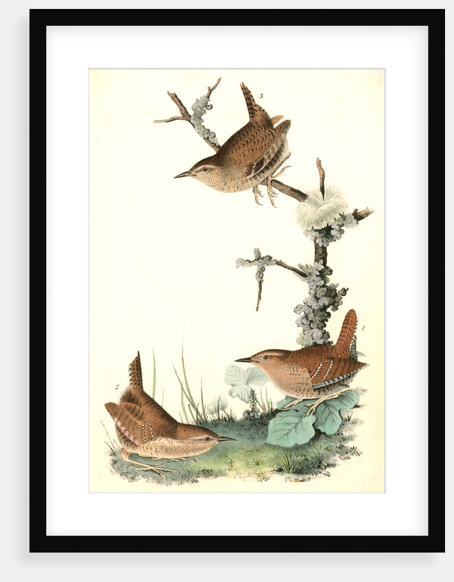 Winter Wren by John James Audubon