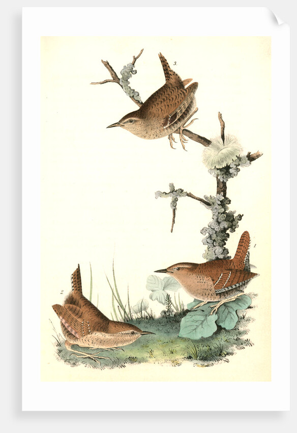 Winter Wren by John James Audubon