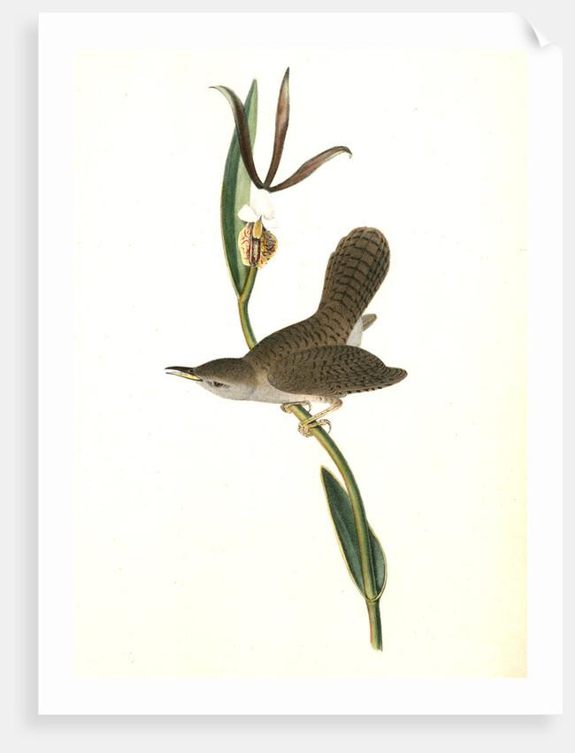 Parkman's Wren. Male. (Pogonia divaricata.) by John James Audubon