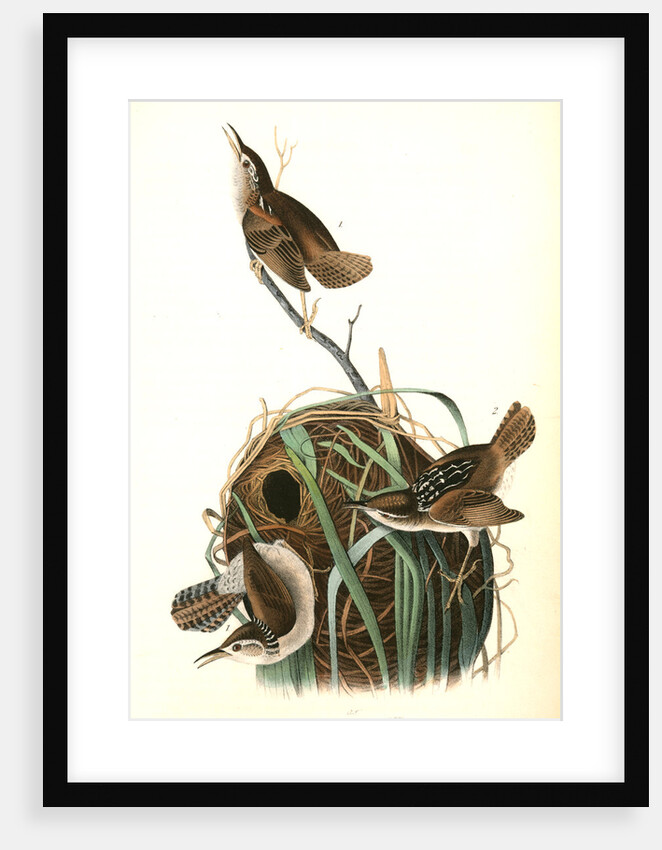 Marsh Wren by John James Audubon