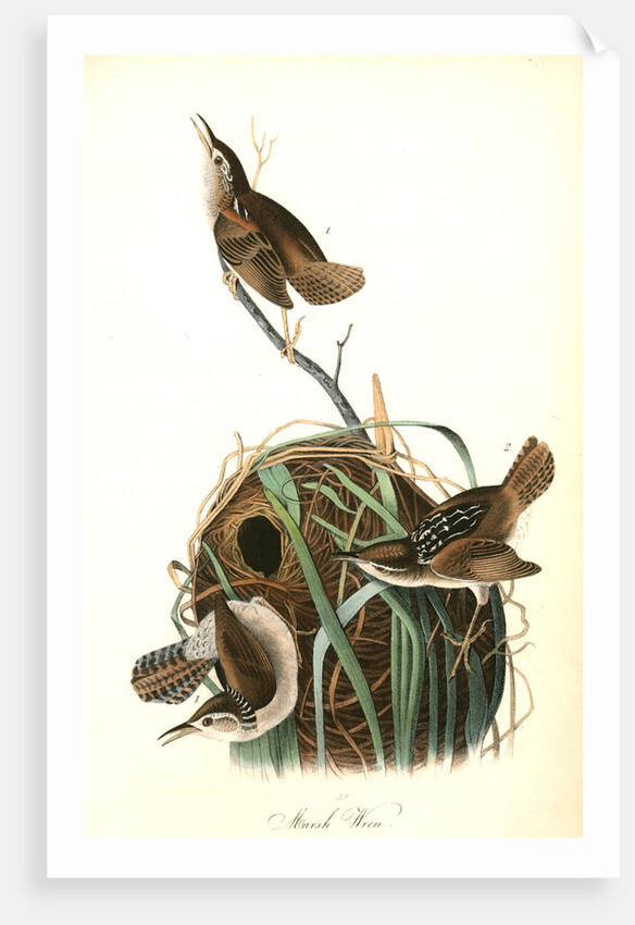 Marsh Wren by John James Audubon