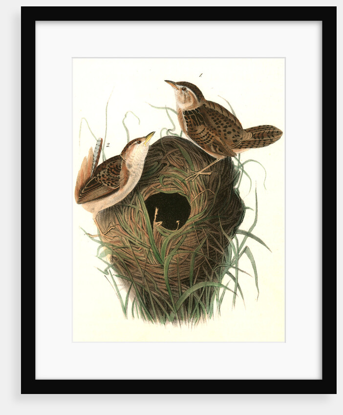 Short-billed Marsh Wren by John James Audubon