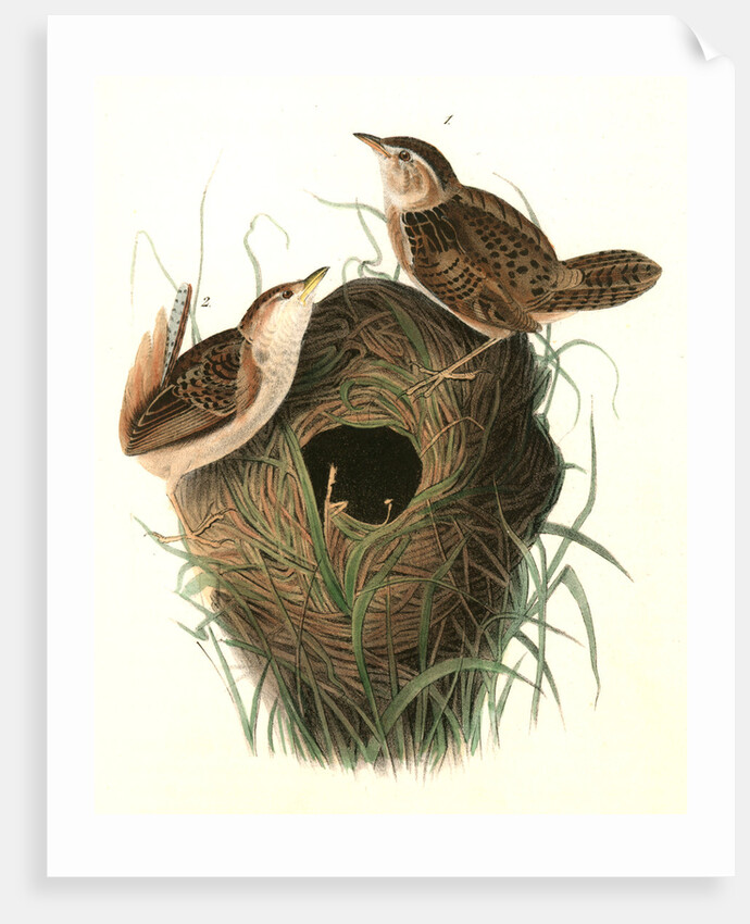 Short-billed Marsh Wren by John James Audubon