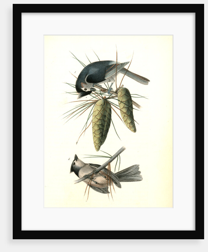 Crested Titmouse by John James Audubon