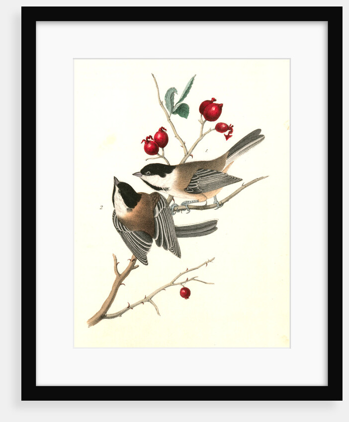 Black-cap Titmouse by John James Audubon