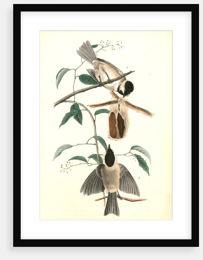 Carolina Titmouse by John James Audubon