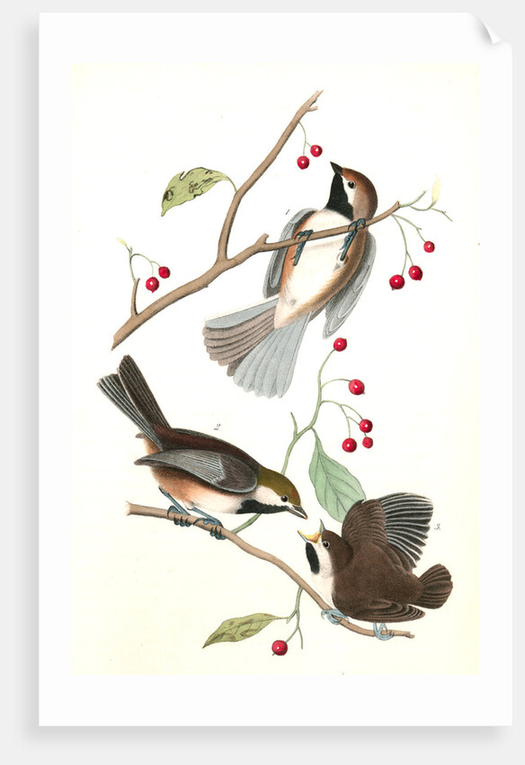Hudson's Bay Titmouse by John James Audubon