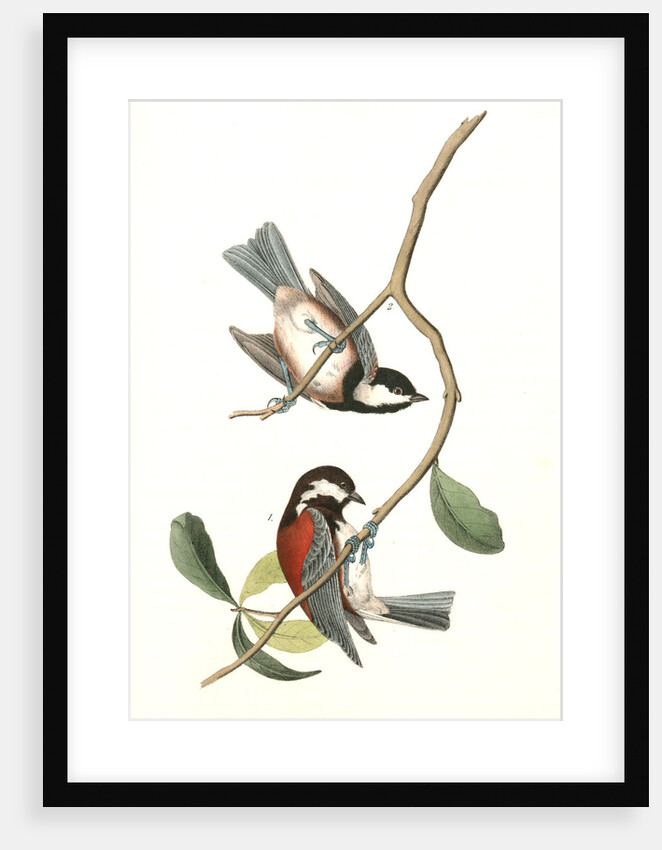 Chesnut-backed Titmouse by John James Audubon
