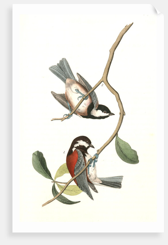 Chesnut-backed Titmouse by John James Audubon