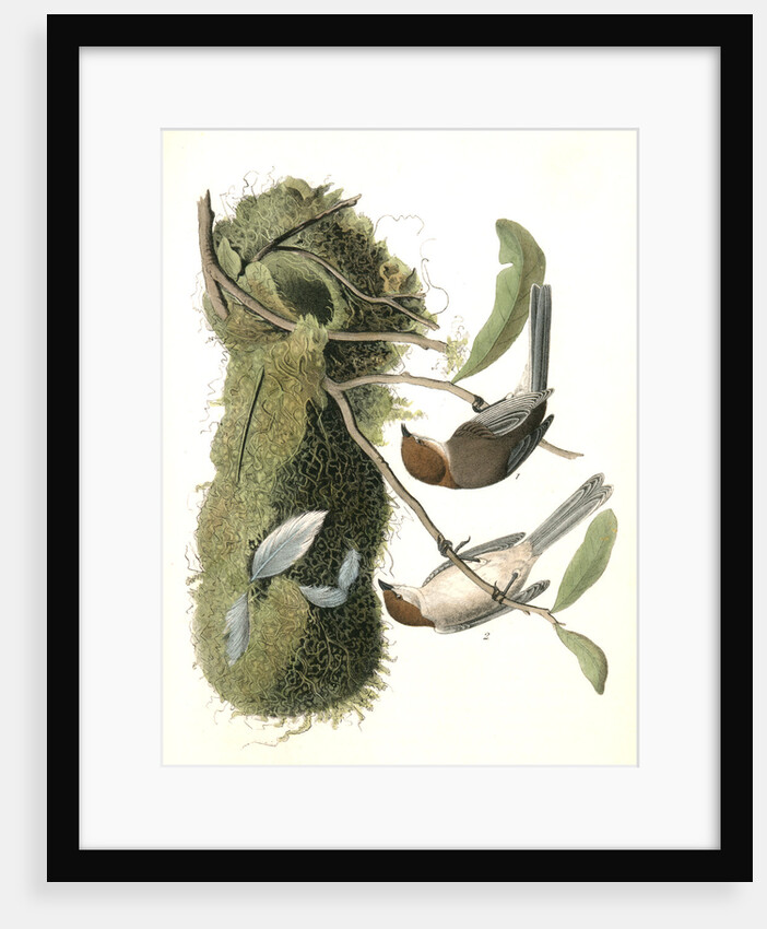 Chesnut-crowned Titmouse by John James Audubon