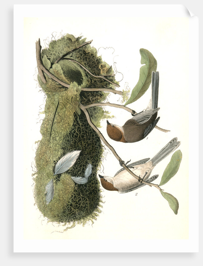 Chesnut-crowned Titmouse by John James Audubon