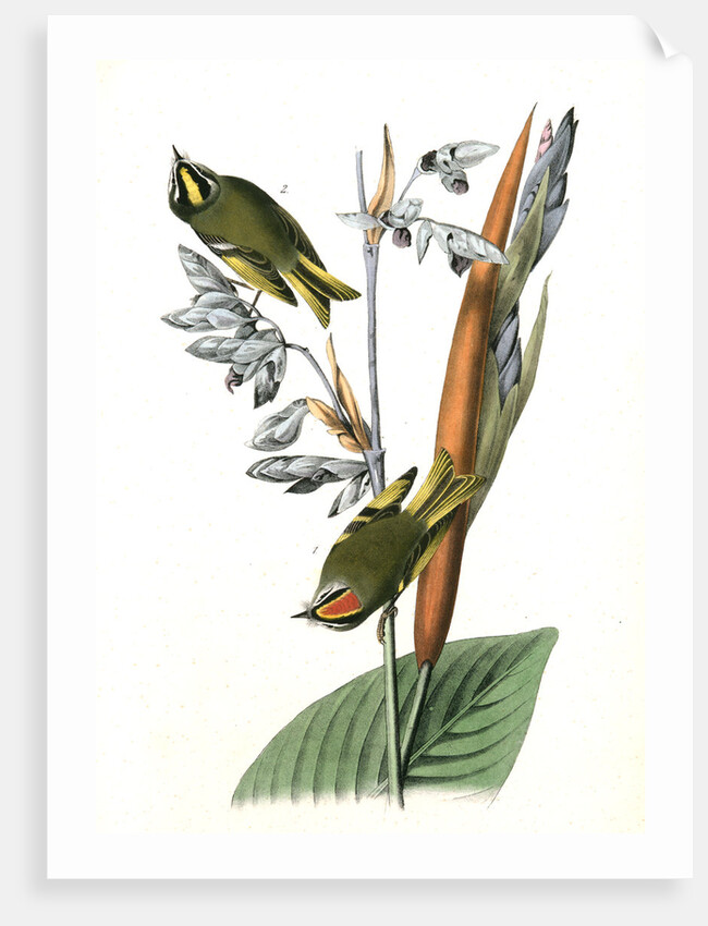 American Golden-crested Kinglet by John James Audubon