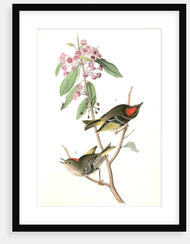 Ruby-crowned Kinglet by John James Audubon