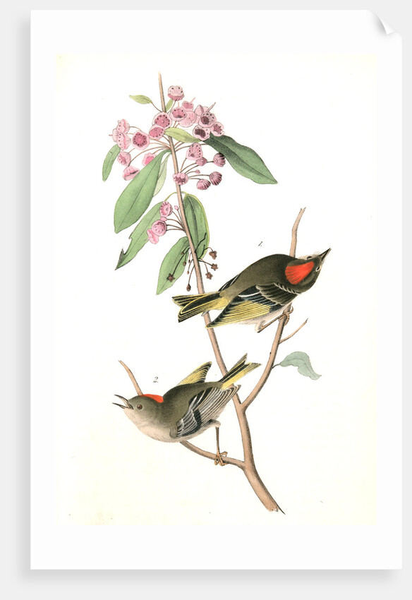 Ruby-crowned Kinglet by John James Audubon