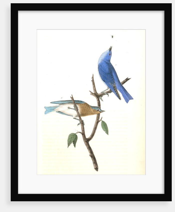 Arctic Blue Bird by John James Audubon