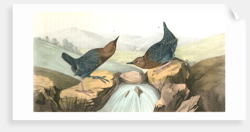 American Dipper by John James Audubon