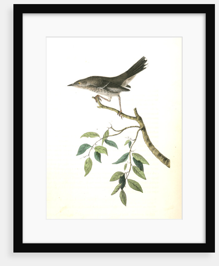 Mountain Mocking Bird. Male by John James Audubon