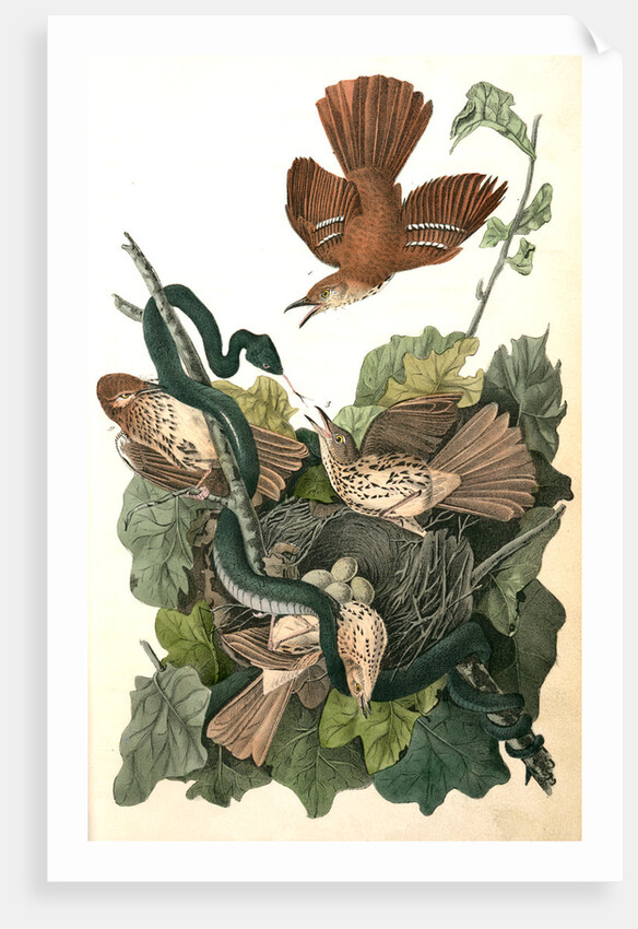 Ferruginous Mocking-Bird by John James Audubon