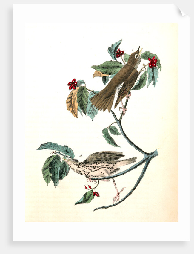 Wood Thrush by John James Audubon