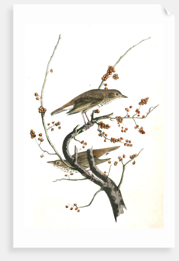 Hermit Thrush by John James Audubon