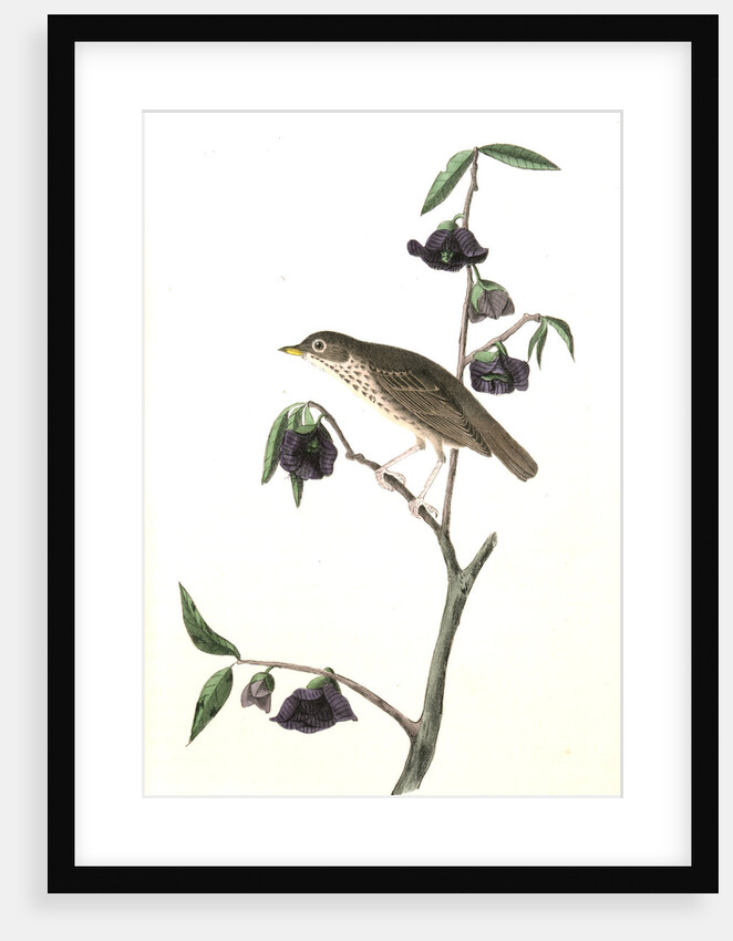 Dwarf Thrush . Male. (Plant: Porcelia Triloba) by John James Audubon