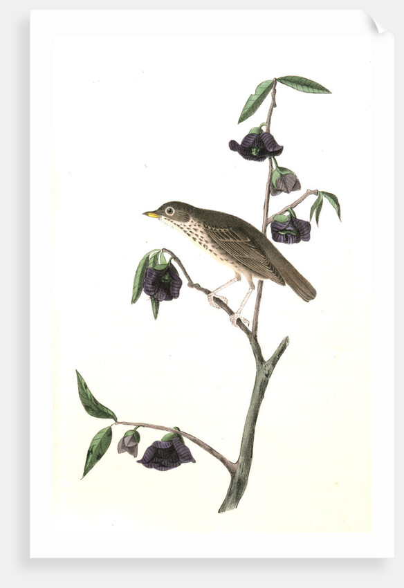 Dwarf Thrush . Male. (Plant: Porcelia Triloba) by John James Audubon