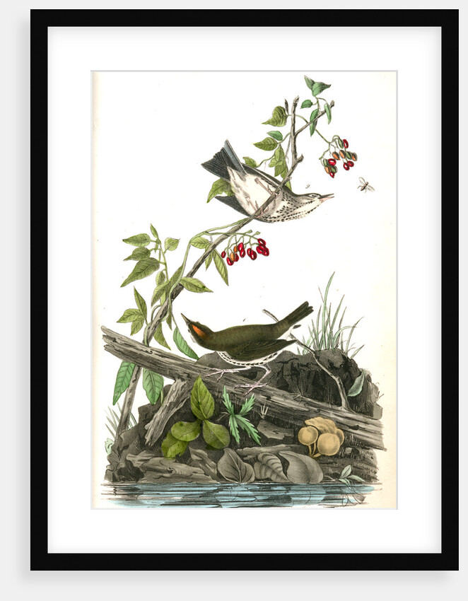 Golden-Crowned Wagtail (Thrush) by John James Audubon