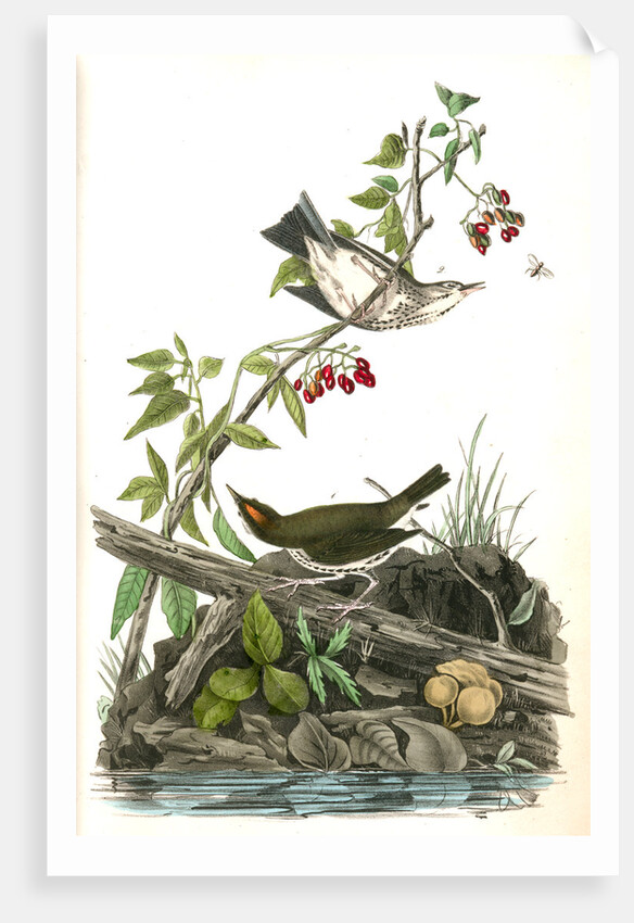 Golden-Crowned Wagtail (Thrush) by John James Audubon