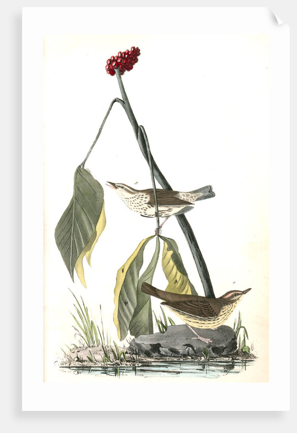 Aquatic Wood-Wagtail by John James Audubon