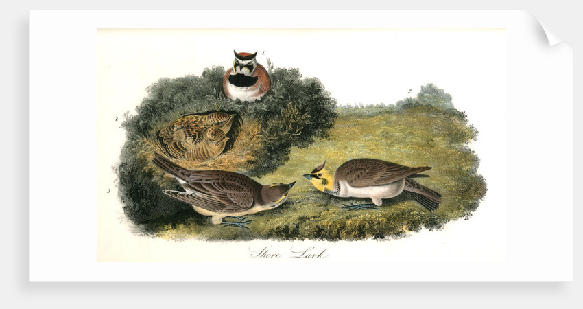 Shore Lark by John James Audubon