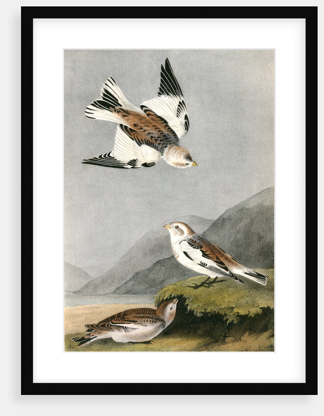Snow Lark Bunting by John James Audubon