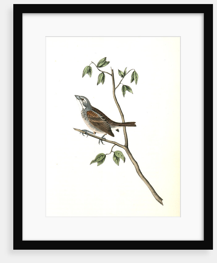 Townsend's Bunting. Male by John James Audubon