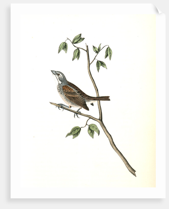 Townsend's Bunting. Male by John James Audubon