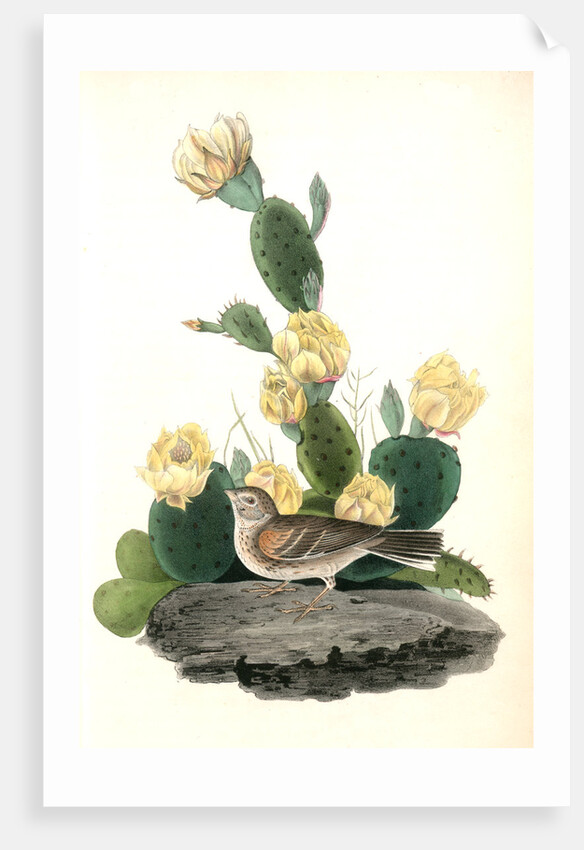 Bay-winged Bunting. Male. (Prickly Pear. Cactus Opuntia.) by John James Audubon