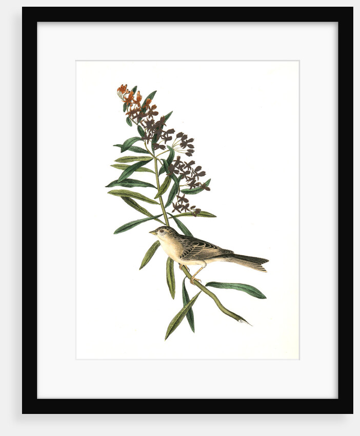 Clay-coloured Bunting. Male. (Asclepias tuberosa.) by John James Audubon