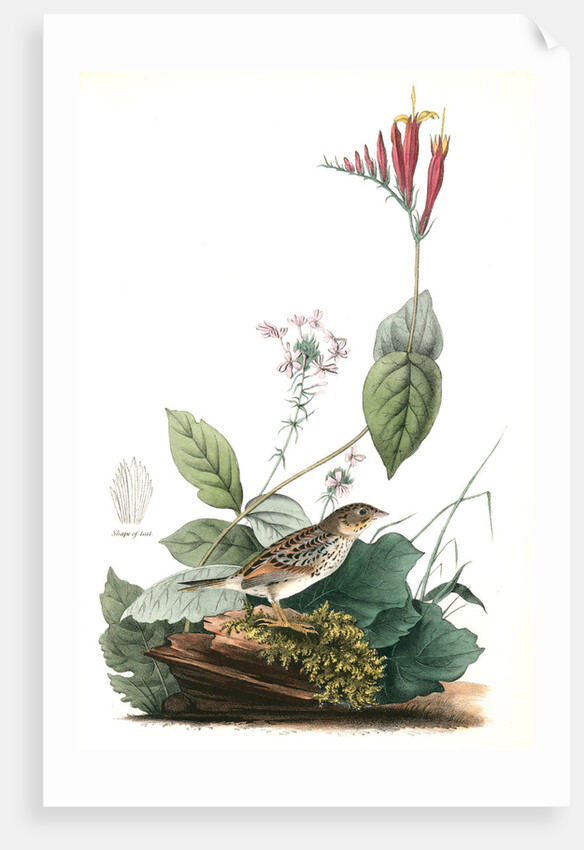 Henslow's Bunting. Male. (Indian Pink-root or Worm-grass. Spigelia Marilandica. Phlox aristata.) by John James Audubon