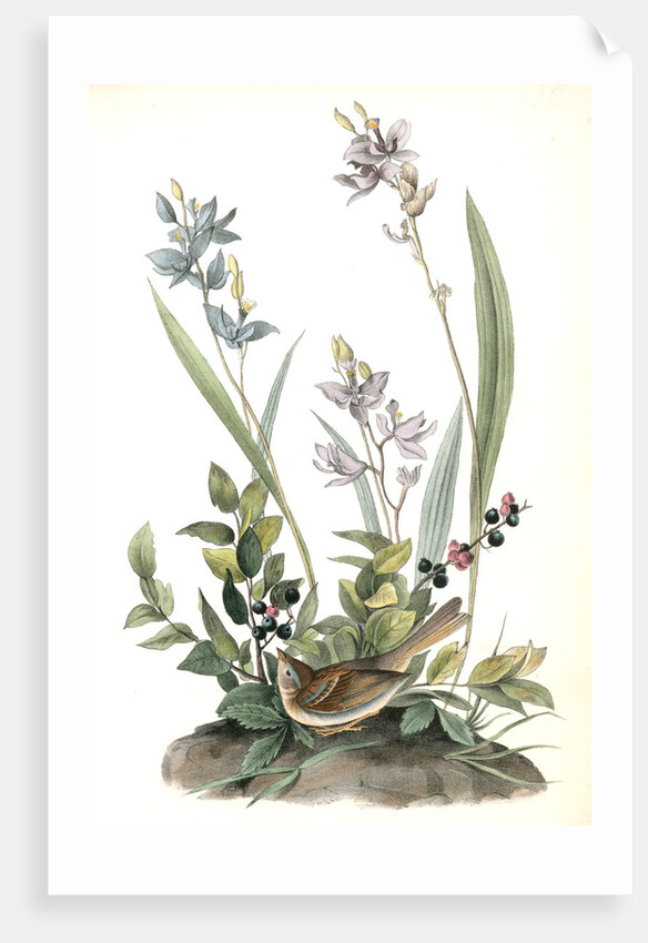 Field Bunting. Male. (Calopogon pulchellus. Brown. Dwarf Huckle-berry. Vaccinium tenellum.) by John James Audubon