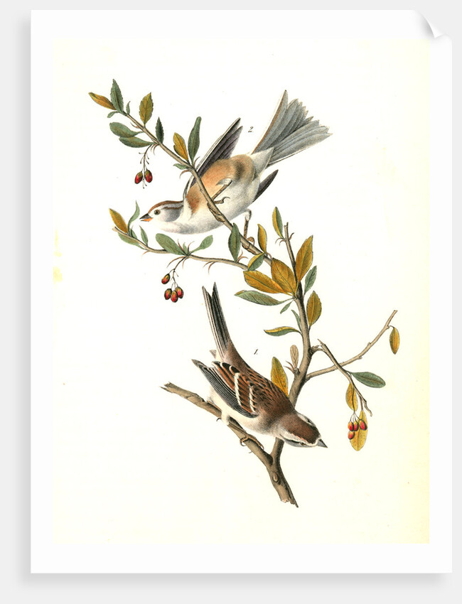 Canada Bunting (Tree Sparrow) by John James Audubon