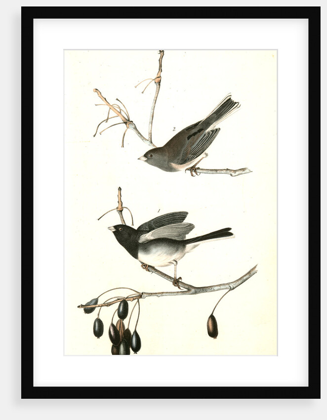 Common Snow-Bird. by John James Audubon