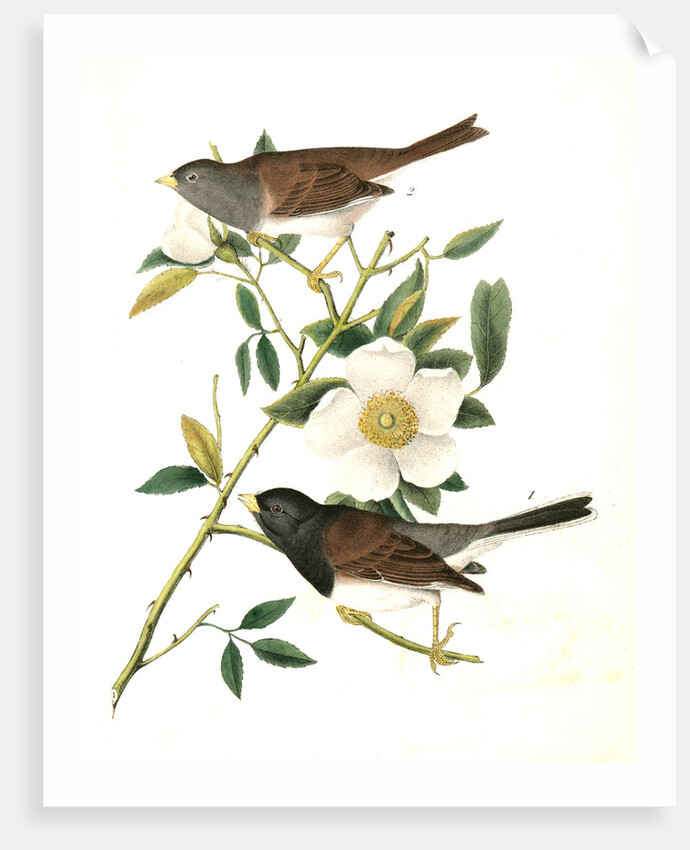 Oregon Snow-Bird by John James Audubon