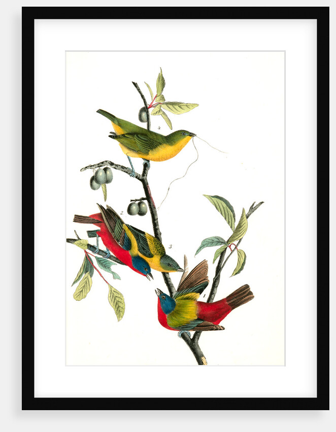 Painted Bunting. 1.2. 3. Males in different states of plumage. 4. Female. (Chicasaw Wild Plum) by John James Audubon