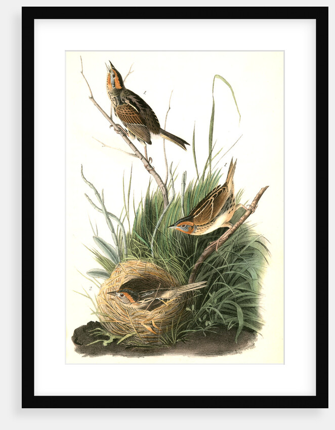 Sharp-tailed Finch by John James Audubon