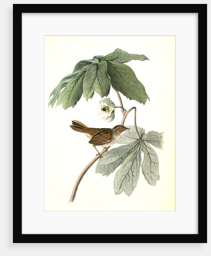 Swamp Sparrow. Male. (May-apple.) by John James Audubon